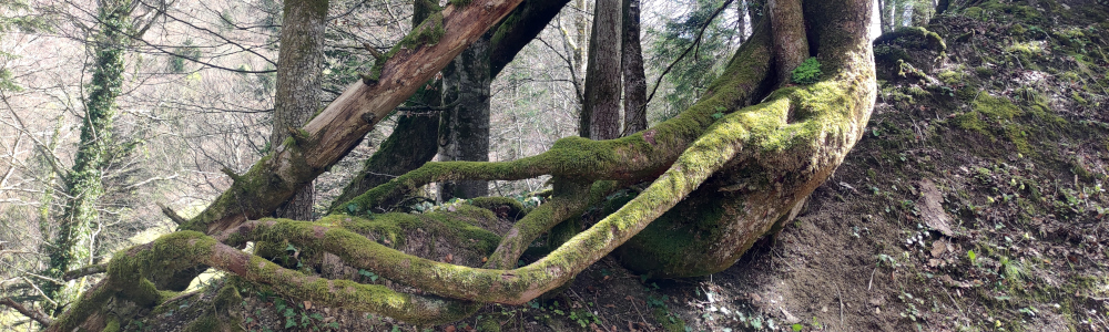 Baum mit großen Wurzeln und Sonne, die in den Wald scheint