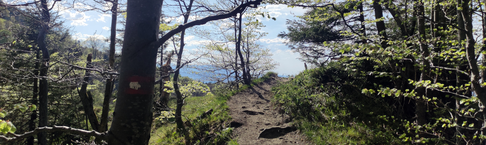 Wald, Wanderweg und Sonne